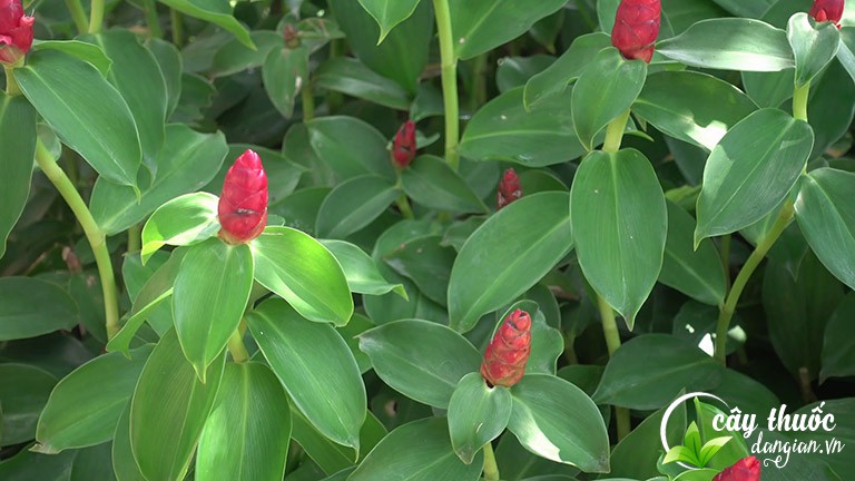 Hình ảnh cây mía dò