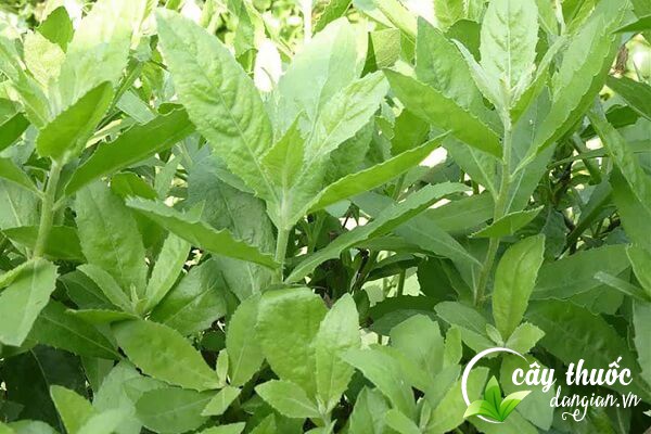 Cây cúc tần có nhiều tên gọi khác nhau như cây đại bi, từ bi, băng phiến ngãi,...