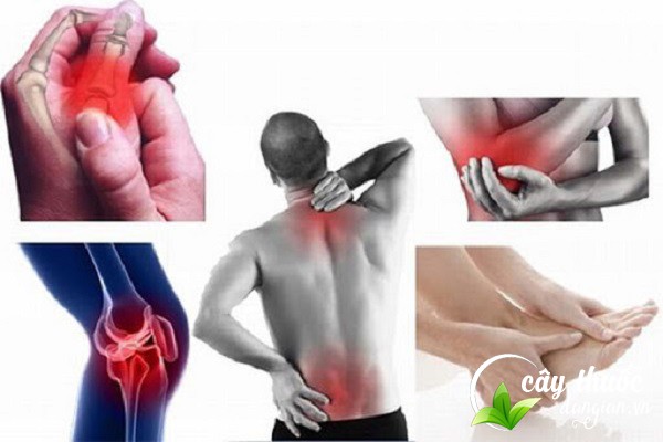 Cây cúc tần có công dụng chữa trị các bệnh đau nhức xương khớp và nhiều bênh lý khác