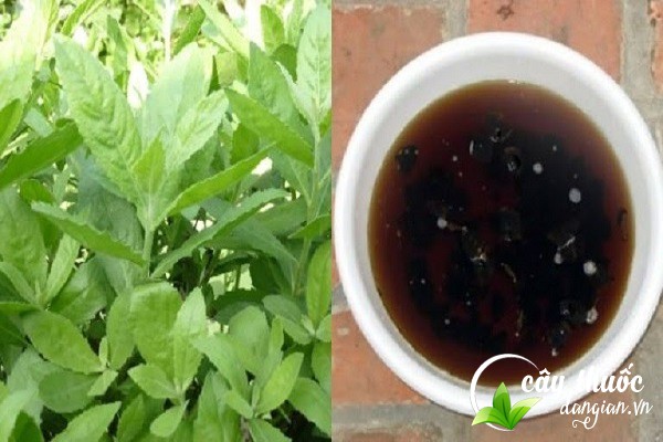 Cúc tần có thể sử dụng trực tiếp hoặc sắc thành thuốc uống