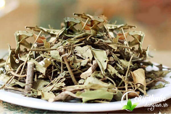 Lưu ý không lạm dụng cúc tần quá liều dễ gặp tác dụng phụ buồn nôn, khó chịu,...