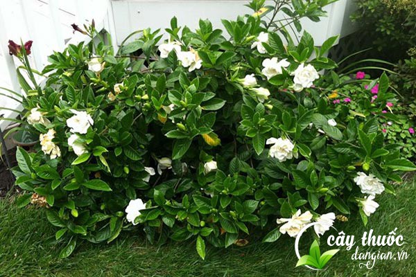 Cây dành dành còn có tên gọi là chi tử,... được sử dụng nhiều để làm bài thuốc chữa bệnh