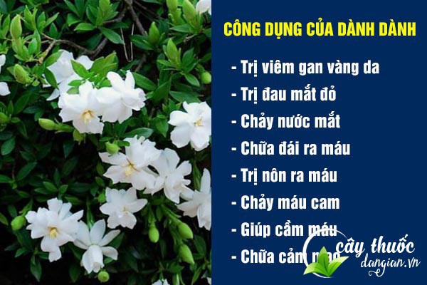 Một số công dụng của cây dành dành đối với sức khỏe