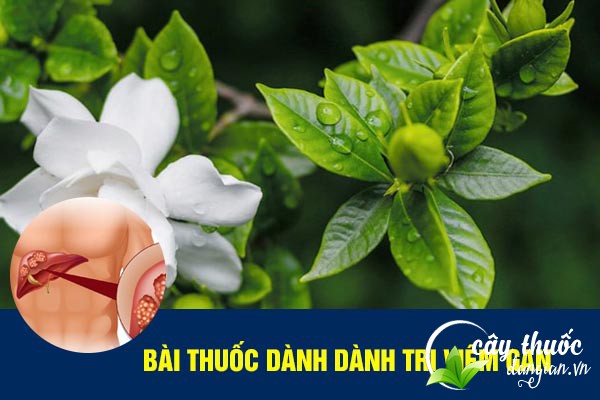 Dành dành được nhiều người sử dụng làm bài thuốc chữa viêm gan