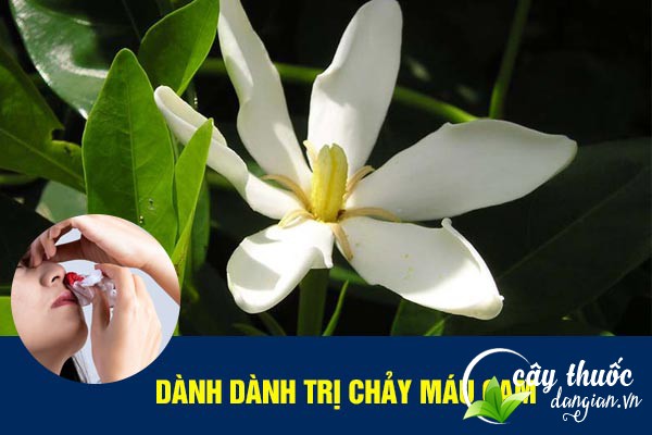 Bài thuốc dành dành chữa chảy máu cam, cầm máu