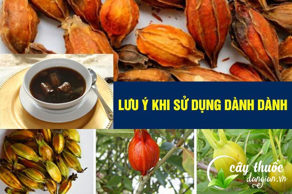 Lưu ý nên tham khảo ý kiến của bác sĩ, người có chuyên môn trước khi sử dụng bài thuốc từ dành dành