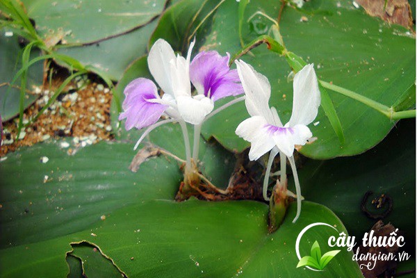 Cây địa liền hay còn gọi là thiền liền, tam nại, sa khương,... thuộc họ gừng