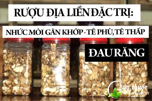 Rượu ngâm địa liền mang lại nhiều công dụng cho sức khỏe