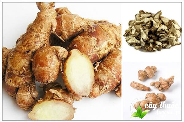 Lưu ý sử dụng địa liền đúng liều lượng để có hiệu quả tốt nhất