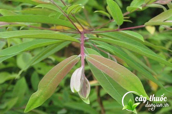 Cây đỏ ngọn hay còn gọi là cây thành ngạnh, ngành ngạnh,... và có tên khoa học là Cratoxylon pruniflorum