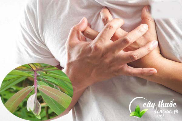 Cây đỏ ngọn được sử dụng để làm bài thuốc chữa bệnh cao huyết áp và nhiều bệnh lý khác,...