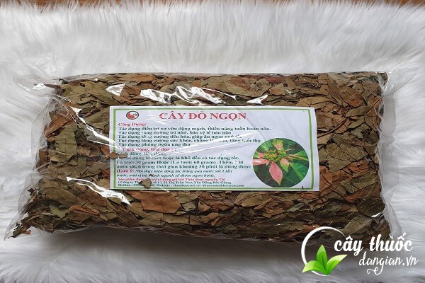 Cây đỏ ngọn mang đến nhiều công dụng chữa bệnh rất tốt