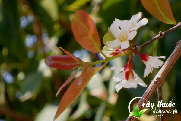 Cây đỏ ngọn được sử dụng nhiều để làm các bài thuốc chữa bệnh