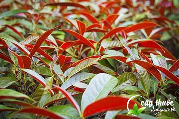 Cây đơn đỏ còn có tên gọi khác là cây đơn tướng quân, đơn tía, hồng bồi quế hoa,...