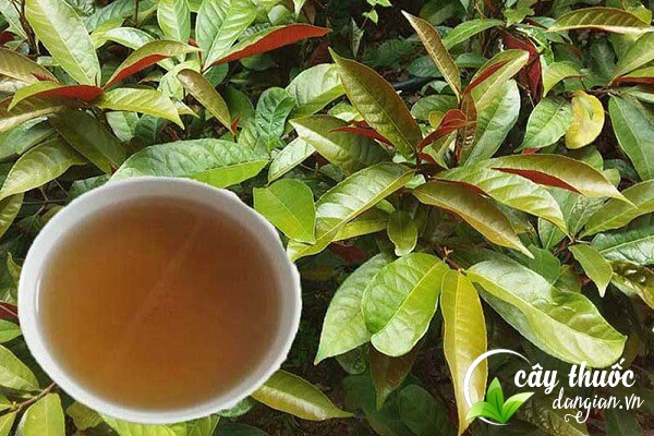 Cây đơn đỏ thường được dùng sắc thuốc uống để chữa bệnh.