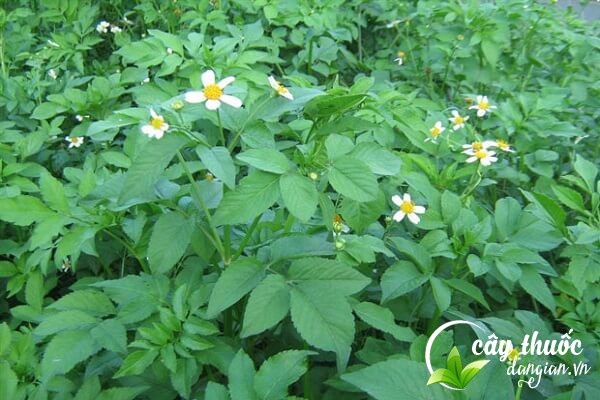 Cây đơn kim trong dân gian thường gọi là cây xuyến chi, cúc áo,...