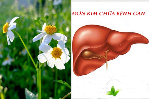 Cây đơn kim có tác dụng trong việc hỗ trợ điều trị các bệnh lý về gan