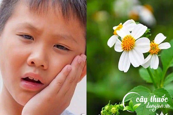 Cây đơn kim chữa đau nhức răng hiệu quả