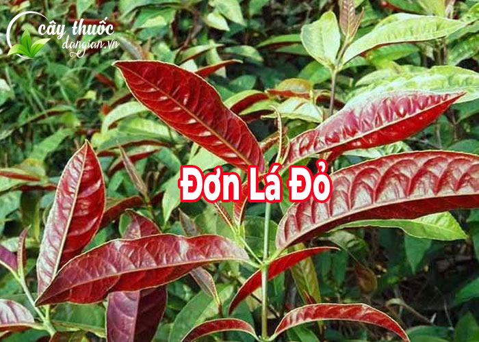 Cây đơn lá đỏ