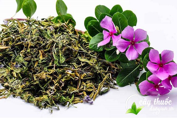 Lưu ý nên tham khảo ý kiến của thầy thuốc trước khi sử dụng các bài thuốc từ cây dừa cạn.