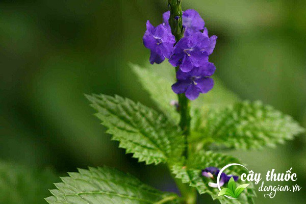 Cây đuôi chuột hay còn gọi là mạch lạc, điềm thông,...