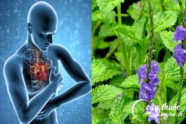 Cây đuôi chuột có tác dụng rất tốt đối với người mắc bệnh về tim