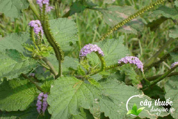 Cây đuôi chuột có nhiều tác dụng trong cả y học cổ truyền và y học hiện đại