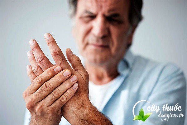 Cây đuôi chuột chữa tê bì tay, chân