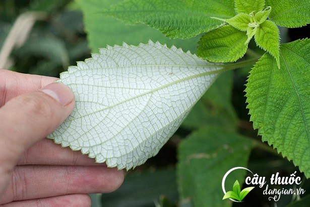 Tác dụng chữa bệnh của lá gai