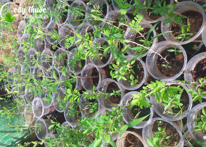 Cây giống kỷ tử đỏ