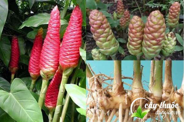 Lưu ý nên tham khảo ý kiến của bác sĩ, thầy thuốc, người có chuyên môn trước khi sử dụng các bài thuốc từ gừng gió.