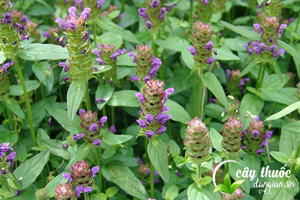 Hạ khô thảo là một dược liệu được sử dụng nhiều trong Đông y làm thuốc chữa bệnh