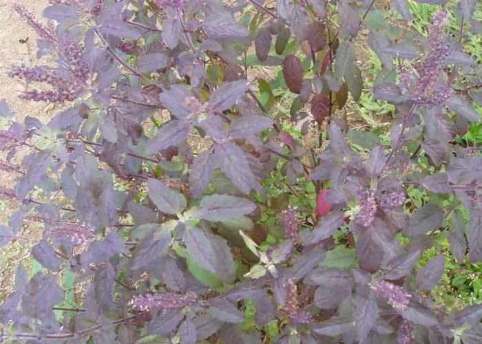 cây hương nhu tía rất dễ nhầm lẫn với cây tía tô