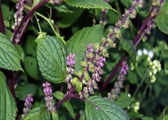 Cây hương nhu tía