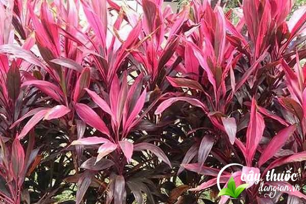 Huyết dụ còn được gọi là phát dụ, huyết dụ đỏ, long huyết,... và có tên khoa học là Cordyline terminalis Kunth 