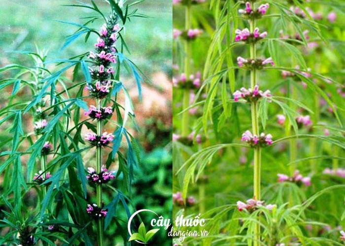 Cây Ích Mẫu làm đẹp cho phụ nữ