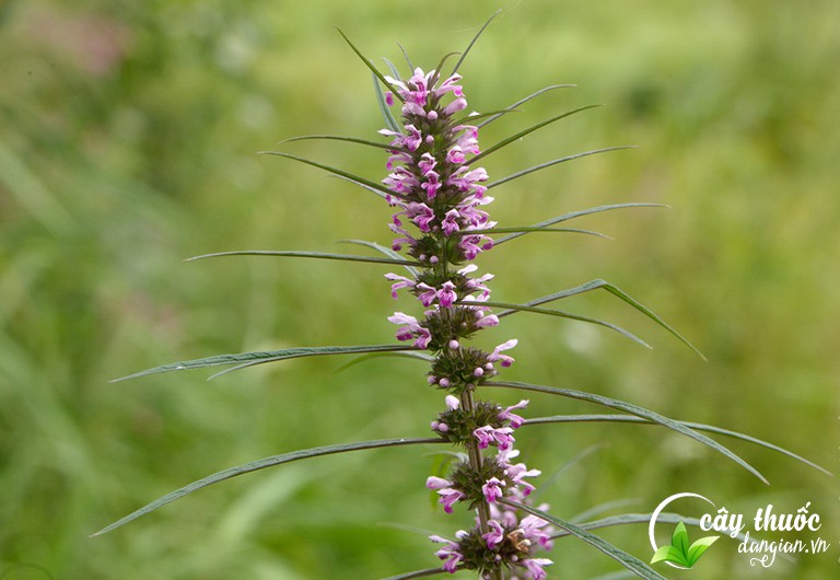 Cây ích mẫu trong thiên nhiên