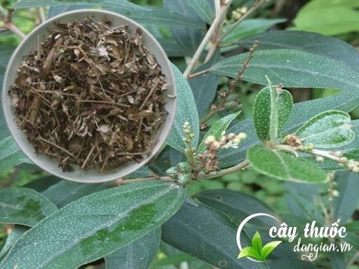 Hình ảnh cây khổ sâm cho lá