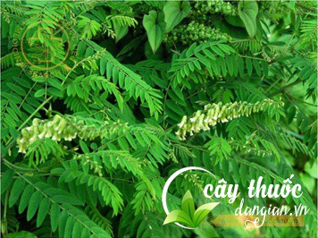 Hình ảnh cây khổ sâm cho rễ