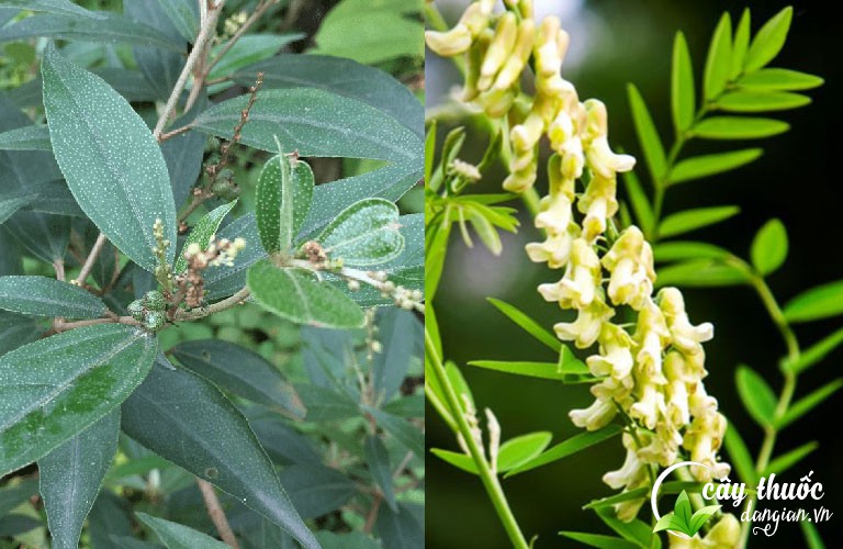 Hình ảnh cây khổ sâm