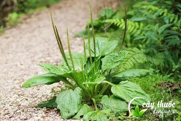 Hình ảnh cây mã đề