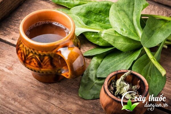 Cây mã đề có thể sử dụng làm nước uống hoặc chế biến món ăn