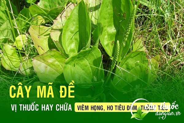 Cây mã đề chữa viêm họng, ho, tiêu đờm