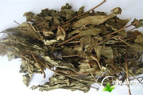 Cây mã đề được dùng làm thuốc chữa trị nhiều bệnh lý