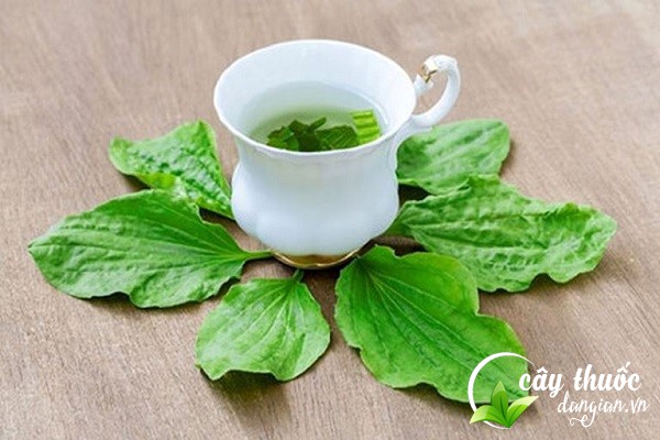 Sử dụng cây mã đề có tốt không