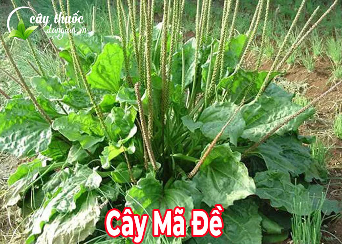 Cây mã đề