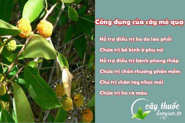 Công dụng của cây mỏ quạ đối với sức khỏe