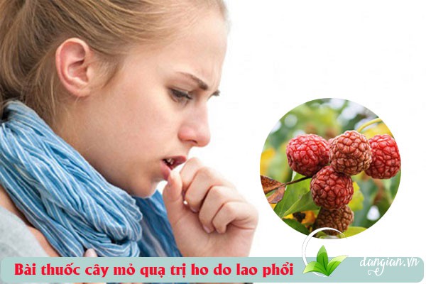Bài thuốc cây mỏ quạ trị chứ ho do lao phổi