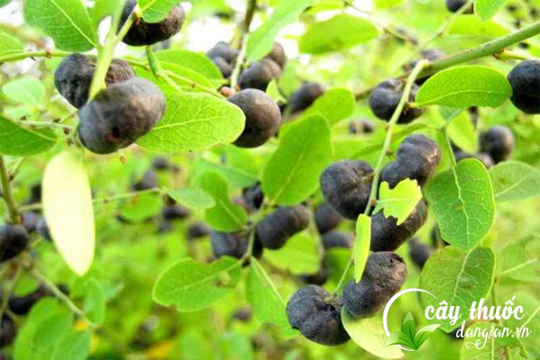 Cây mực hay còn gọi là cây Phèn đen, cây Quả mực, cây Mã hổ,... là một loại cây dược liệu dùng để làm thuốc chữa bệnh.