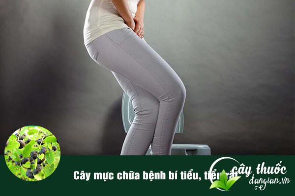 Bài thuốc cây mực chữa bí tiểu, tiểu rắt cũng rất tốt.